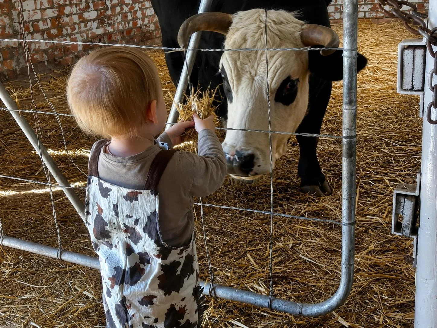Toddler in cow overalls feeding a cow at Lat Wai